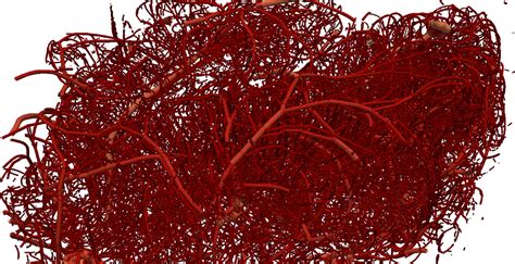 Nanoengineers 3 D Print Biomimetic Blood Vessel Networks