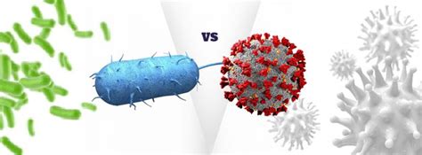 Whats The Difference Between Bacteria And Viruses Idm Blog
