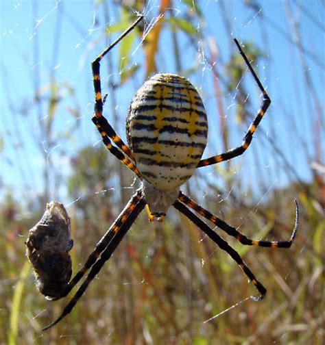 Banded Argiope Argiope Trifasciata Specimens Insects Of Iowa