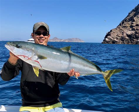 How to Catch California Yellowtail - Tips for Fishing for ...