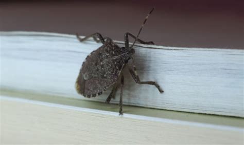 How To Get Rid Brown Marmorated Stink Bug Ant Pest Control