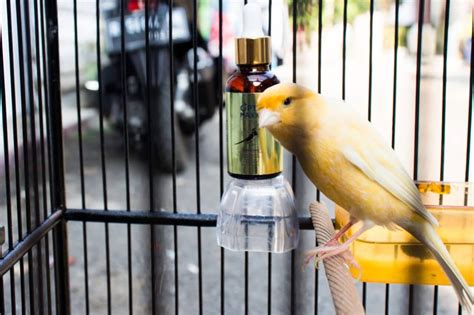Apa saja tanda tubuh kekurangan vitamin b complex? Vitamin B Complex Untuk Burung Lovebird | Lovebirds Lover