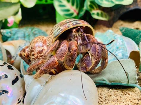 Why Are Hermit Crabs Hairy The Crab Street Journal