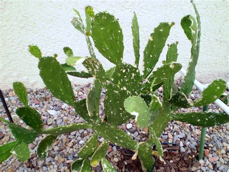 Xtremehorticulture Of The Desert Brown Scarring On Cactus Due To