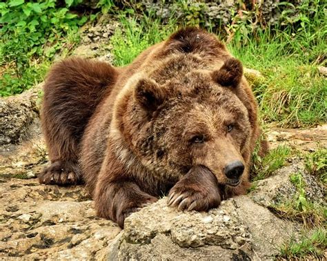 Free Image On Pixabay Bear Brown Bear Wild Animal Brown Bear