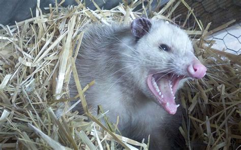 Are Opossums Dangerous Or Aggressive To Humans Peachtree Pest Control