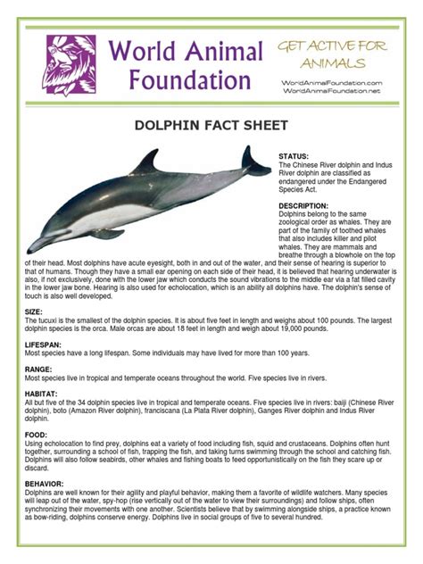 dolphin fact sheet | Dolphin | Killer Whale