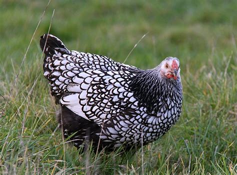 Silver Laced Wyandotte Hen Chicken Coops And Backyard Chickens