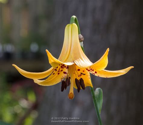 Canada Lily Lilium Canadense Beautiful Flower Pictures Blog