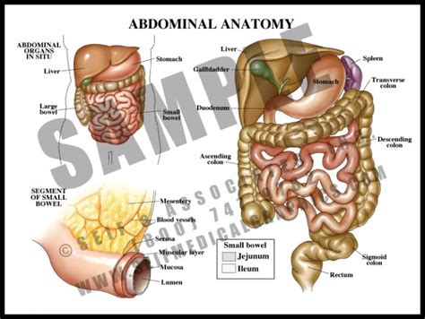 Upper Abdominal Anatomy Sanda Medical Graphics