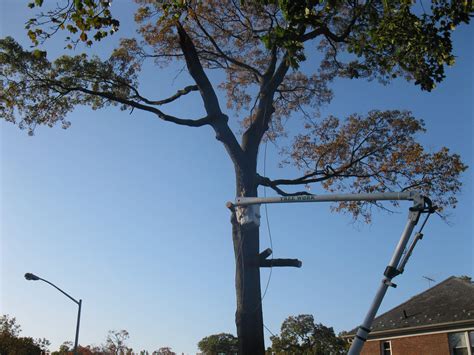 New York City And Long Island Tree Pruning Clearview Tree And Land