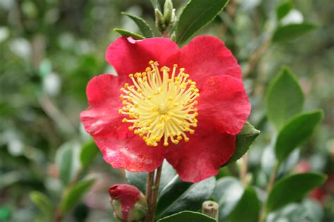 Jul 22, 2020 · camellias are another of our specialities, with over 50 varieties in stock including japonica and sasanqua. Camellia Sasanqua Yuletide 175mm Pot (Semi shade variety ...