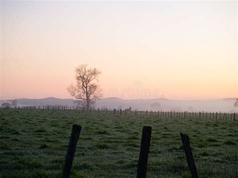 One Leafless Tree In Foggy Rural Landscape Stock Image Image Of Dawn