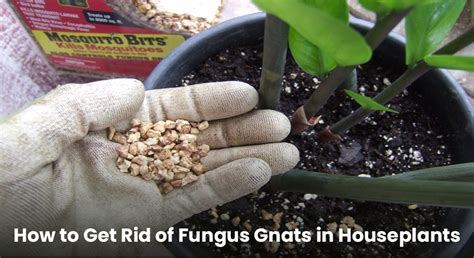 How To Treat Kill And Get Rid Of Fungus Gnats In Houseplants
