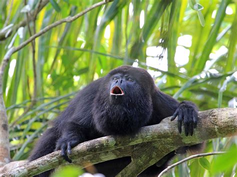 Animals Of The Rainforest Canopy 25 Fascinating Amazon Rainforest