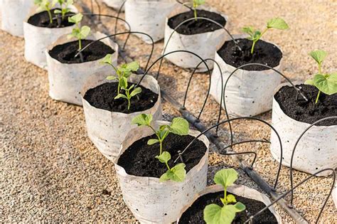 How To Grow Cantaloupe Gardeners Path