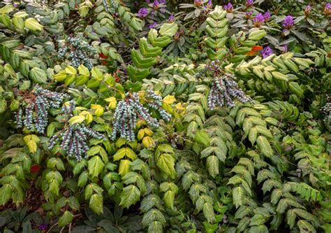 How To Grow And Care For Mahonia