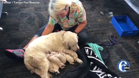 Service Dog Gives Birth To 7 Puppies In Tampa International Airport