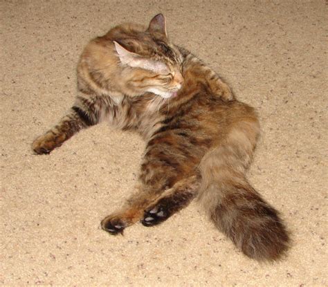 If you're worried about your cat needs to rest and recover, and this is harder to do if it's constantly interrupted or bothered by if the incision site looks neat, clean, and free of discharge, then taking the collar off should be fine. "Adopted" Two Feral Maine Coon Kittens (dog, main ...