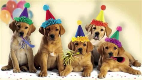 Happy Birthday Dogs Singing Youtube