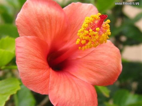 Floral colorful hazed greeting card with peach flowers. Peach hibiscus | Tropical Flowers | Pinterest | Gardens ...