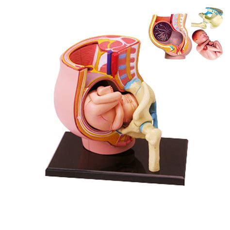 Buy Pregnancy Anatomical Pelvis Model Human Women Pregnant Pelvis