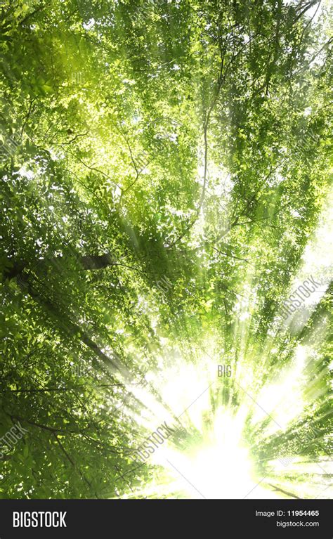 Sunburst Through Trees Image And Photo Free Trial Bigstock