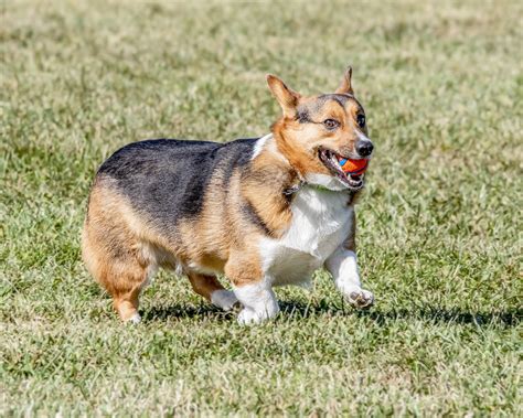 We did not find results for: Tricolor Pembroke Welsh Corgi | at 2019 Midwest Corgi ...