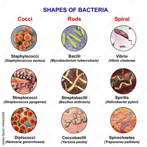 Shapes Of Bacteria Spherical Rod Like And Spiral Bacteria With