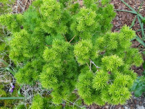 Asparagus fern fern plant house plants herbs ornaments charlotte university gardening flowers. Ming Asparagus Fern Plant, Asparagus macowanii ...