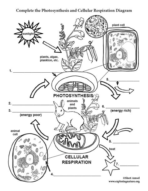 Photosynthesis and Cellular Respiration Diagram Labeling (6-8 Grade NGSS)