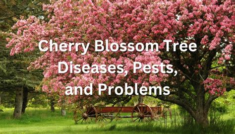 Cherry Blossom Tree Diseases Pests And Common Problems Rennie Orchards