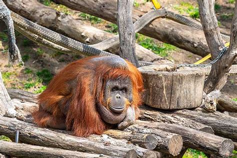 Barcelona Zoo - Parc Zoologic de Barcelona