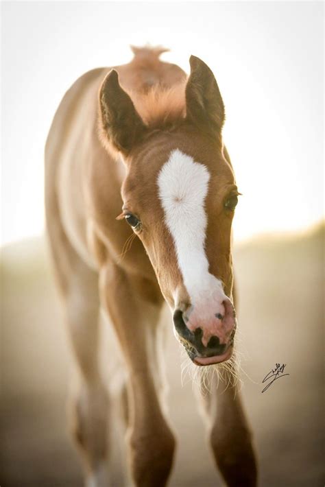 Horse Curious Foal What An Adorable Face Baby Horses Beautiful