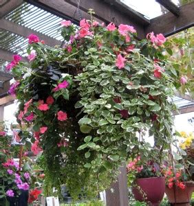 35cm (14in) with 4 way chain, suitable for 18+ plants diameter: Living Bouquet Baskets- click here to learn how! - Kings ...