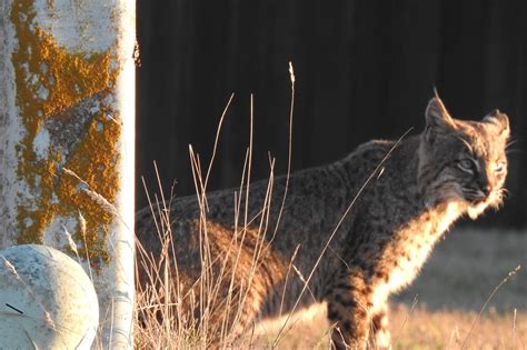 A Bobcat Hunting As Photographed By Eric Zetterholm Mendonoma Sightings