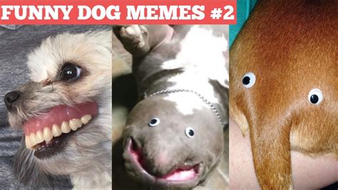 Doggo Dank Memes 2 Picture Compilation Youtube