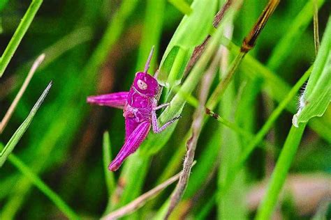 Ahh Grasshopper Shropshire Wildlife Spotters In The Pink
