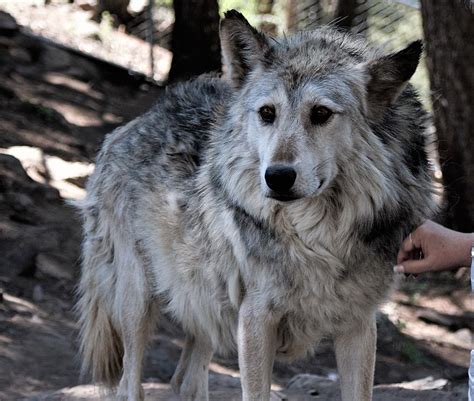 Colorado Wolf Sanctuary Closing Down