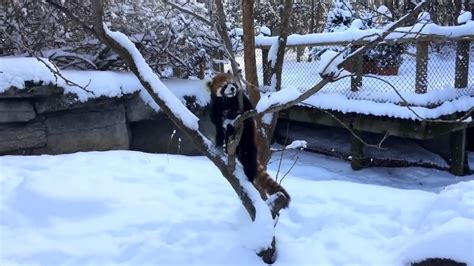 Red Pandas Are Having Snow Much Fun Youtube