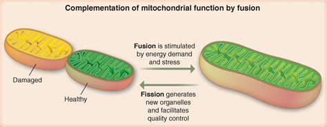 Mitochondrial Fission Fusion And Stress Science