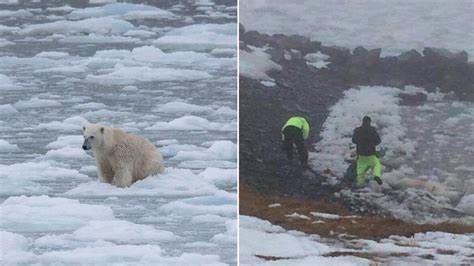 Polar Bear Shot By Wildlife Officers Near Catalina After Being Deemed