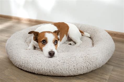 550 likes · 1 talking about this. Preventing Heartworm Disease in Pets | East Bay Veterinary ...