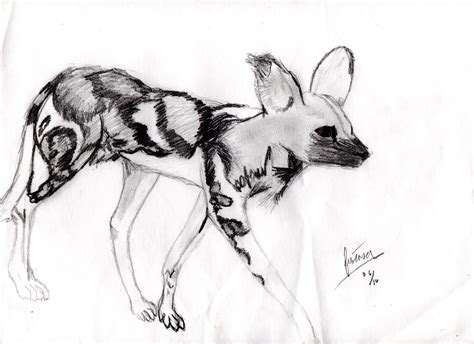 African Wild Dog Sketch By Fenrira On Deviantart