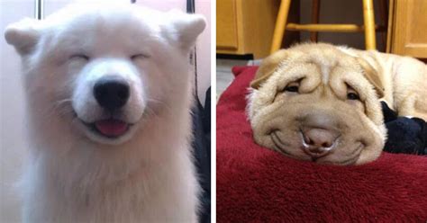 Post The Happiest Dogs Who Show The Best Smiles 25 Pics Bored Panda