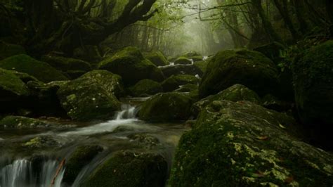 Find this pin and more on tattoo ideas by chiara suazo. Visit The Real Princess Mononoke Forest | Kotaku Australia