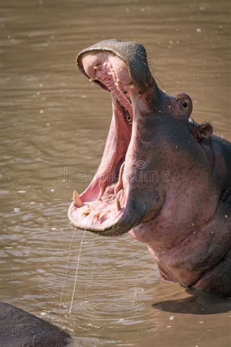Hipopótamo Con La Boca Abierta De Par En Par Con Otra En El Fondo