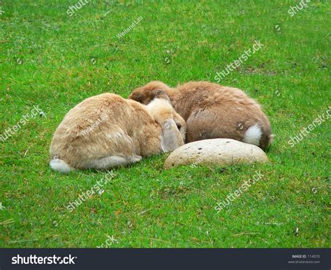 Two Bunny Rabbits Huddled Together Stock Photo 114070 Shutterstock