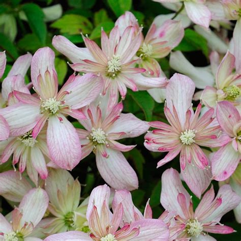 Clematis Montana Marjorie Clematis Plants Climbers And Vines