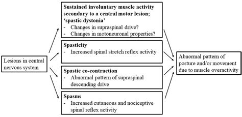 Muscle Overactivity In Spastic Movement Disorder Causing Abnormal Download Scientific Diagram